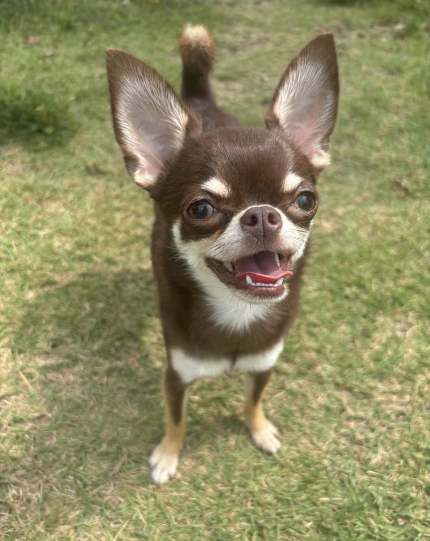 Pコちゃん