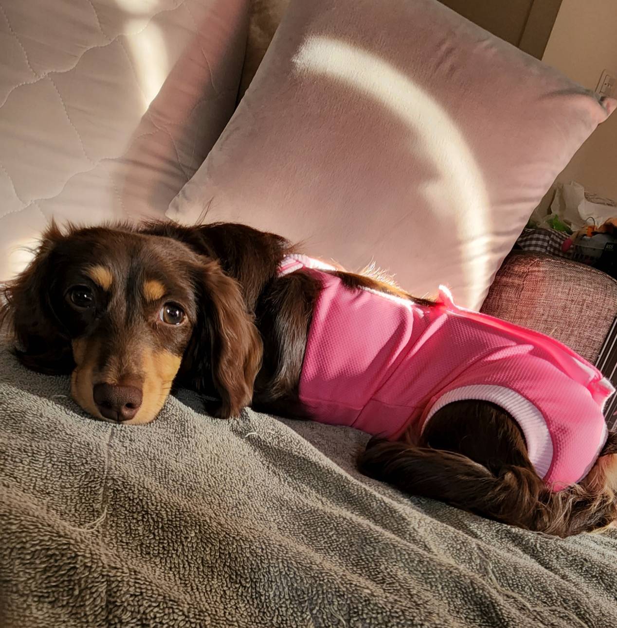 つむぎの避妊手術が無事に終わりました。