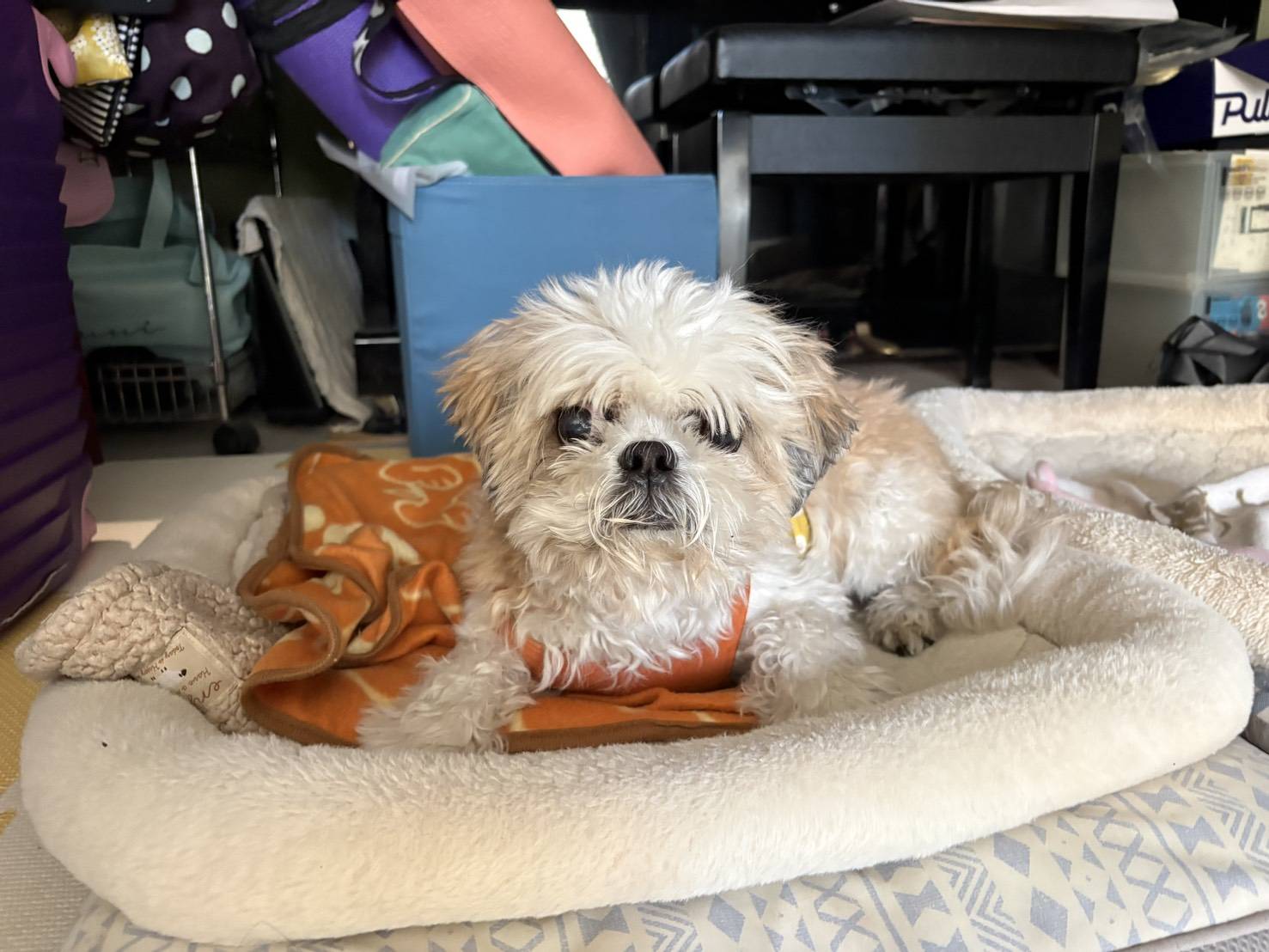 ティラくん 13歳 男の子